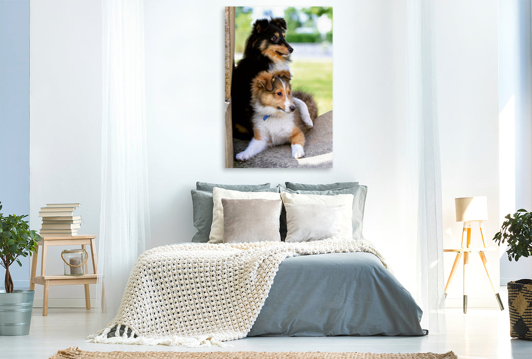 Premium Textil-Leinwand Premium Textil-Leinwand 80 cm x 120 cm  hoch Ein Motiv aus dem Kalender SHELTIES Herzensbrecher auf 4 Pfoten