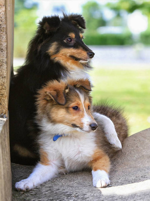 Ein Motiv aus dem Kalender SHELTIES Herzensbrecher auf 4 Pfoten - CALVENDO Foto-Puzzle'