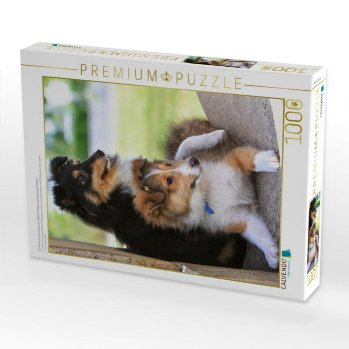 Ein Motiv aus dem Kalender SHELTIES Herzensbrecher auf 4 Pfoten - CALVENDO Foto-Puzzle'