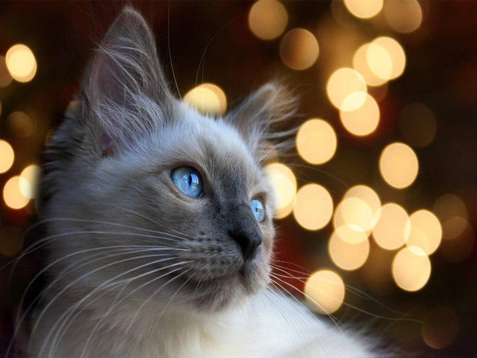 Lichtspiele - CALVENDO Foto-Puzzle'