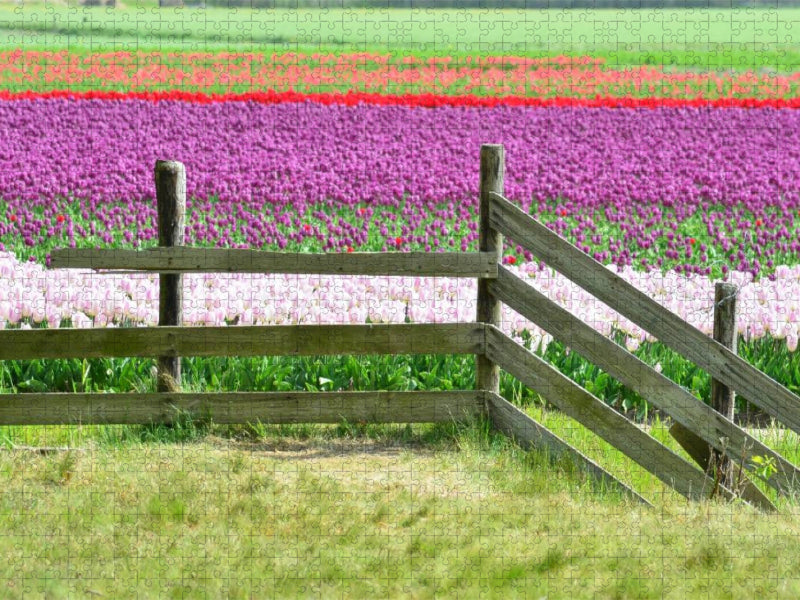 Tulpenfelder - CALVENDO Foto-Puzzle'