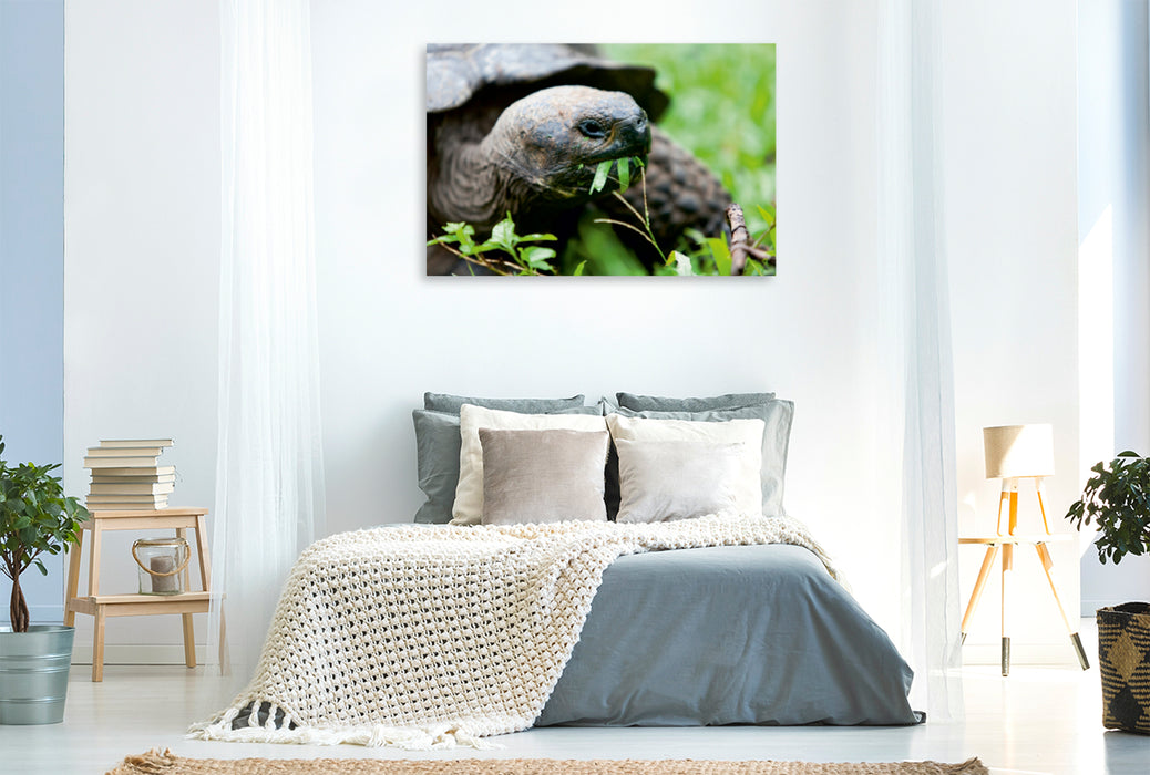 Premium Textil-Leinwand Premium Textil-Leinwand 120 cm x 80 cm quer Riesenschildkröte auf der Galapagos Insel Floreana