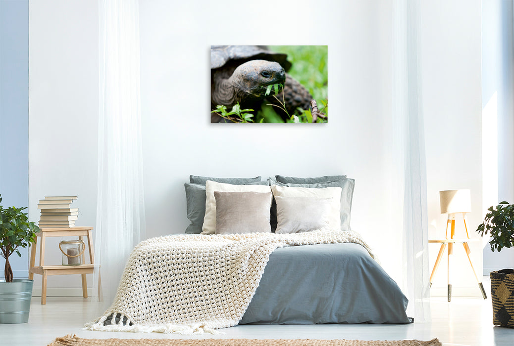 Premium Textil-Leinwand Premium Textil-Leinwand 120 cm x 80 cm quer Riesenschildkröte auf der Galapagos Insel Floreana