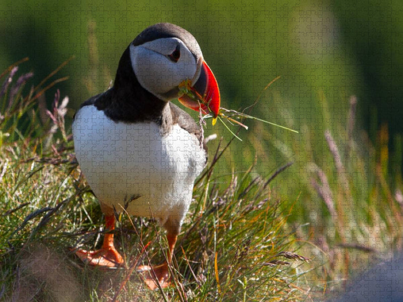 Papageientaucher - CALVENDO Foto-Puzzle'
