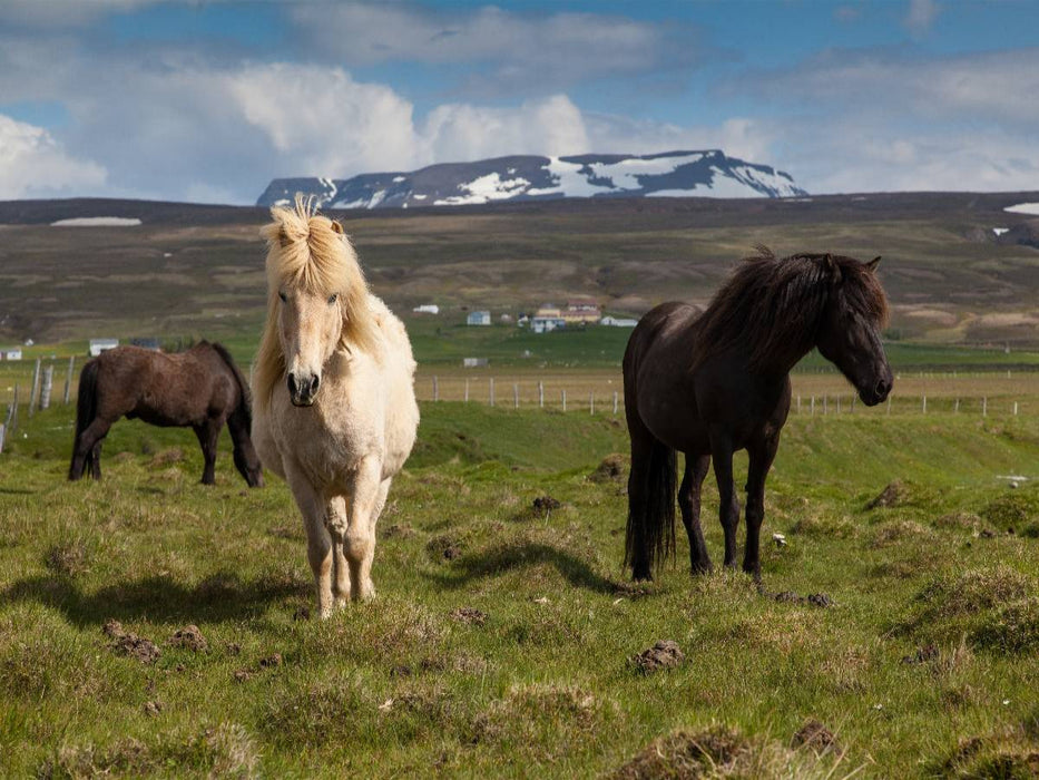 Schwarz und Weiß - CALVENDO Foto-Puzzle'