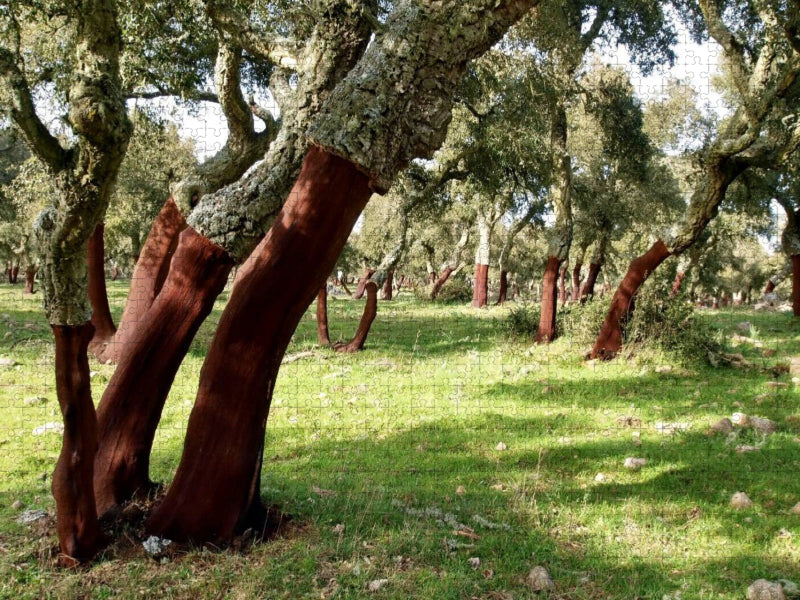 Lichter Korkeichenwald auf Sardinien - CALVENDO Foto-Puzzle'