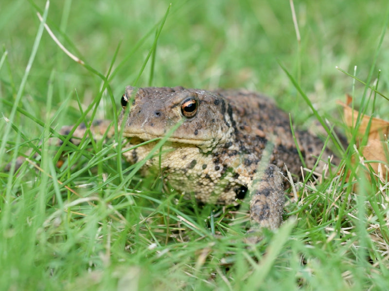 Common toad - CALVENDO photo puzzle 