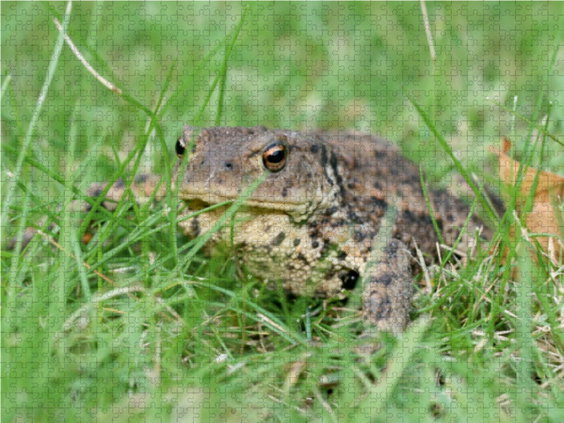 Common toad - CALVENDO photo puzzle 