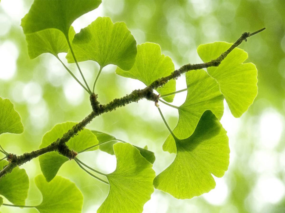 Gingko biloba - der Heilige Baum - CALVENDO Foto-Puzzle'