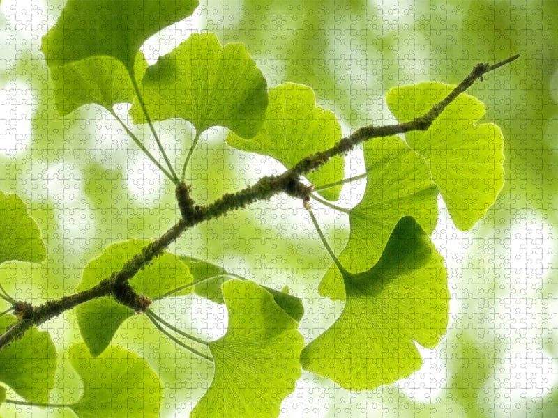 Gingko biloba - der Heilige Baum - CALVENDO Foto-Puzzle'