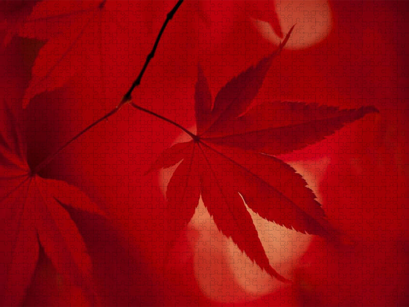 Japanischer Fächerahorn - Herbstfarben - CALVENDO Foto-Puzzle'