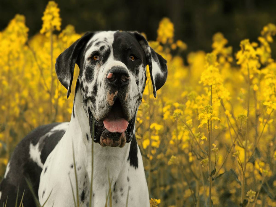 Ein Motiv aus dem Kalender Deutsche Doggen - Sanfte Riesen - CALVENDO Foto-Puzzle'