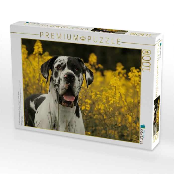 Ein Motiv aus dem Kalender Deutsche Doggen - Sanfte Riesen - CALVENDO Foto-Puzzle'