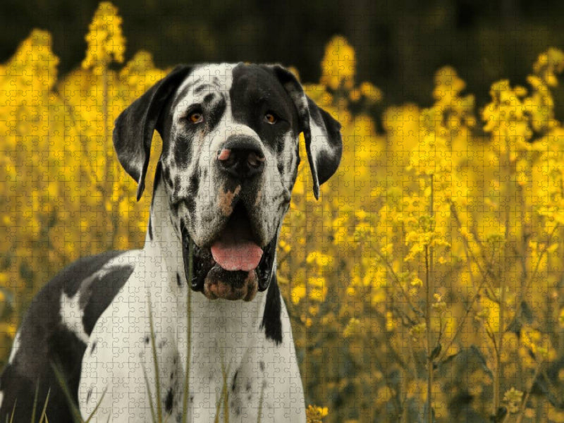 Ein Motiv aus dem Kalender Deutsche Doggen - Sanfte Riesen - CALVENDO Foto-Puzzle'