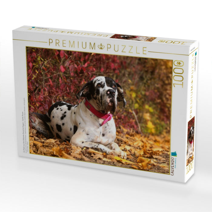 Ein Motiv aus dem Kalender Deutsche Doggen - Sanfte Riesen - CALVENDO Foto-Puzzle'