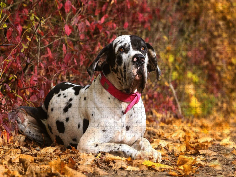Ein Motiv aus dem Kalender Deutsche Doggen - Sanfte Riesen - CALVENDO Foto-Puzzle'