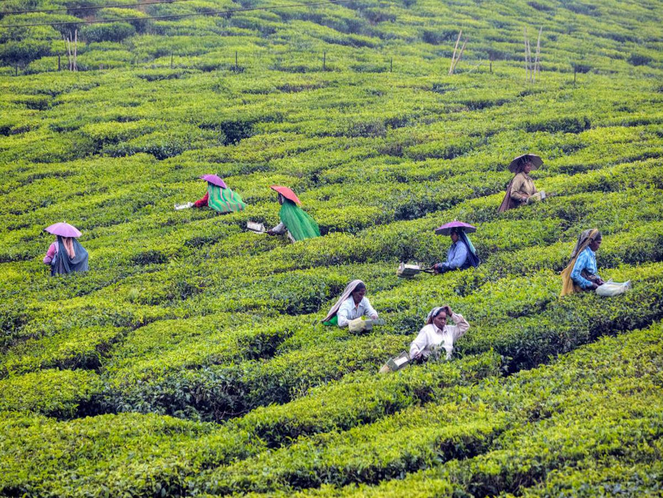 Teeplantage, Kerala - CALVENDO Foto-Puzzle'