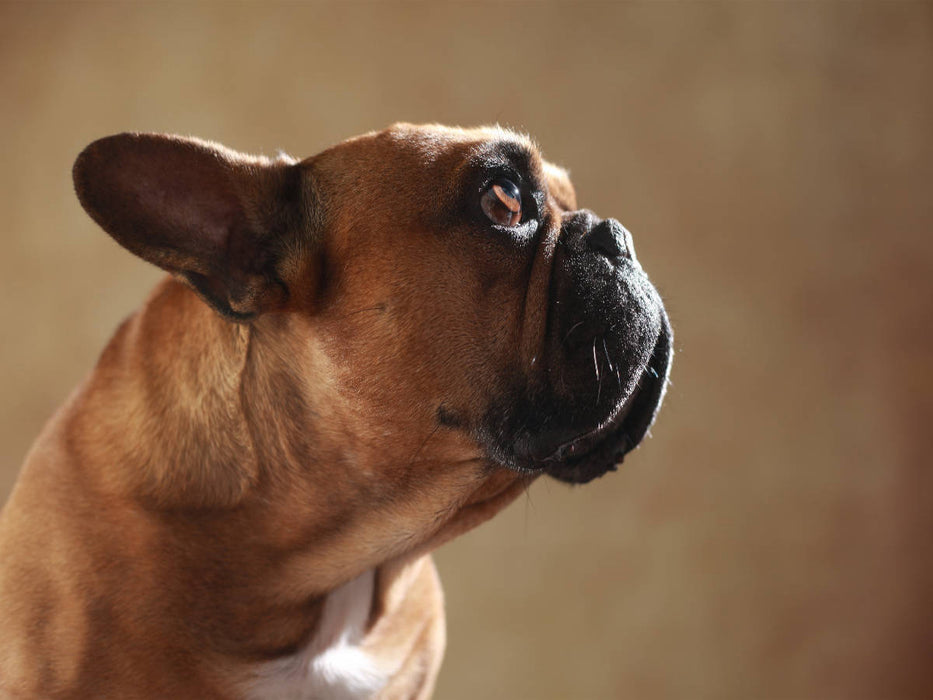 Digger, 7 years - CALVENDO photo puzzle 