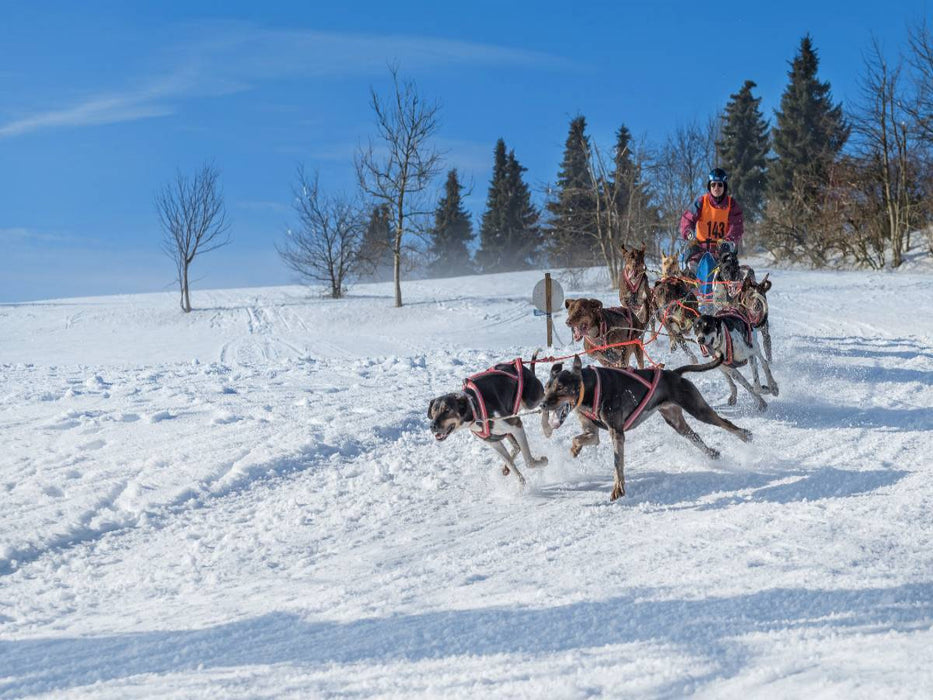 Ein Motiv aus dem Kalender Schlittenhundesport - CALVENDO Foto-Puzzle'