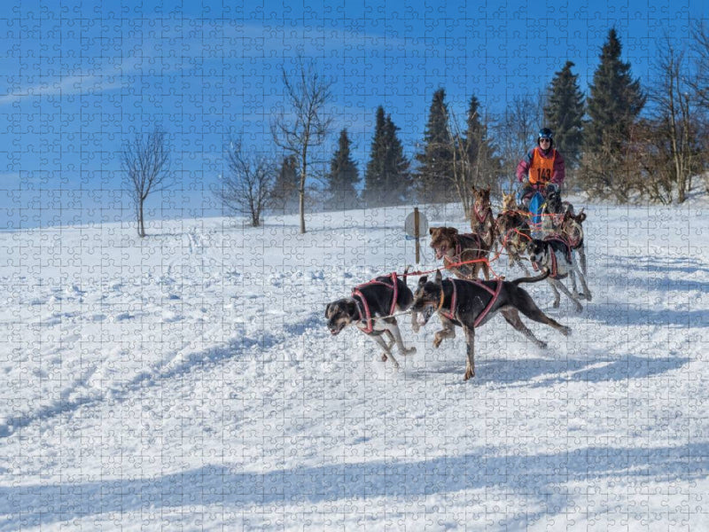 Ein Motiv aus dem Kalender Schlittenhundesport - CALVENDO Foto-Puzzle'