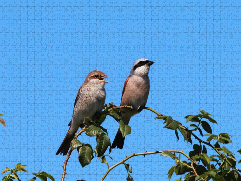Ein Motiv aus dem Kalender Vögel zwischen Elbwatt und Tävsmoor - CALVENDO Foto-Puzzle'