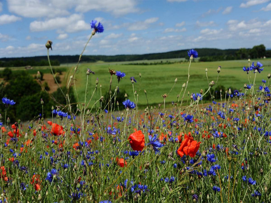 Ein Motiv aus dem Kalender Roter Mohn, bunte Wiesen - CALVENDO Foto-Puzzle'