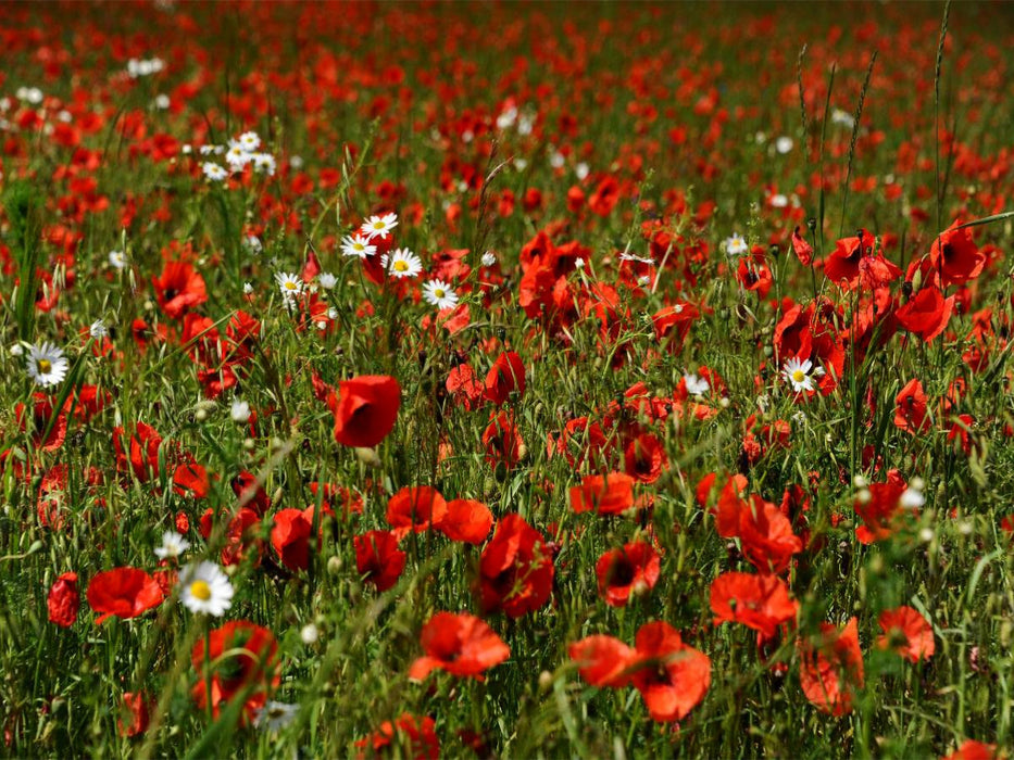 Ein Motiv aus dem Kalender Roter Mohn, bunte Wiesen - CALVENDO Foto-Puzzle'