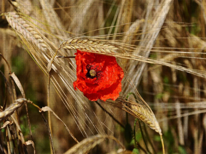 Ein Motiv aus dem Kalender Roter Mohn, bunte Wiesen - CALVENDO Foto-Puzzle'