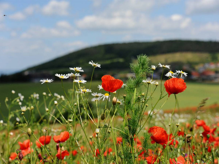 Ein Motiv aus dem Kalender Roter Mohn, bunte Wiesen - CALVENDO Foto-Puzzle'