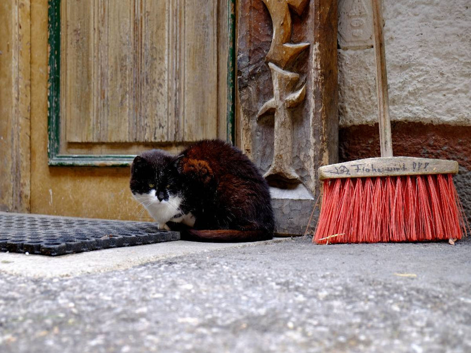 Katze in Filzmoos - CALVENDO Foto-Puzzle'