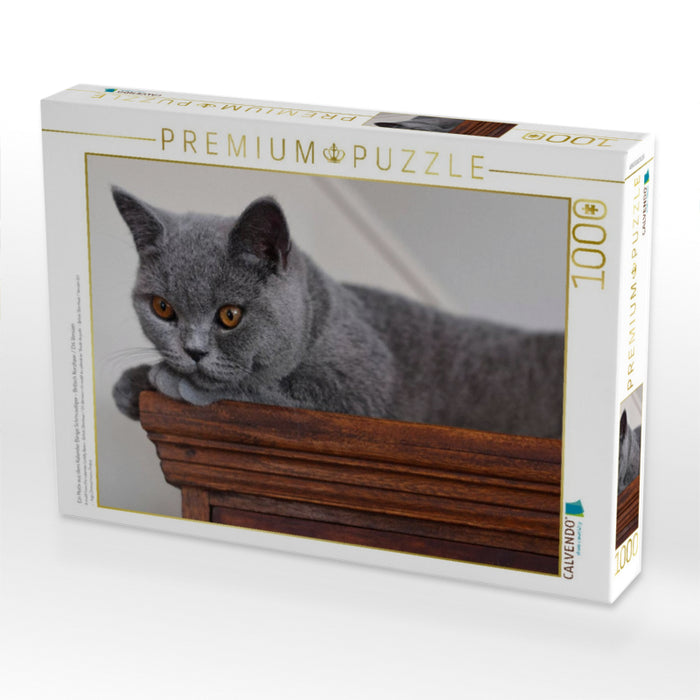 Ein Motiv aus dem Kalender Bärige Schmusetiger - Britisch Kurzhaar / CH-Version - CALVENDO Foto-Puzzle'