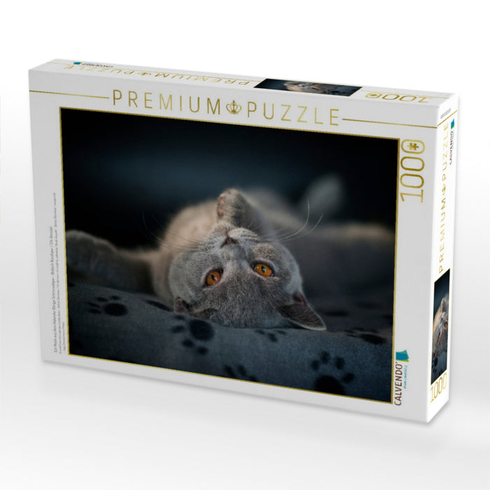 Ein Motiv aus dem Kalender Bärige Schmusetiger - Britisch Kurzhaar / CH-Version - CALVENDO Foto-Puzzle'
