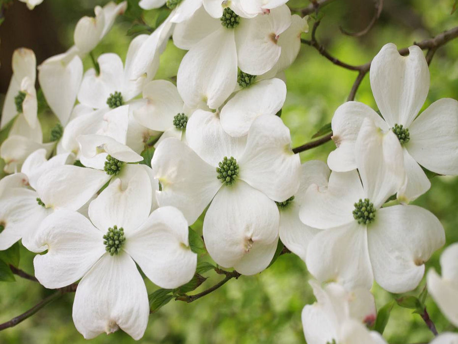 Blumen-Hartriegel - CALVENDO Foto-Puzzle'