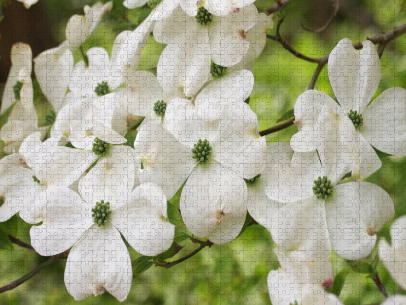 Blumen-Hartriegel - CALVENDO Foto-Puzzle'