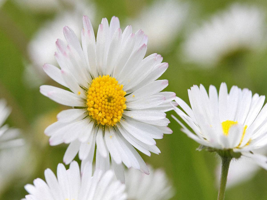 Gänseblümchen - CALVENDO Foto-Puzzle'