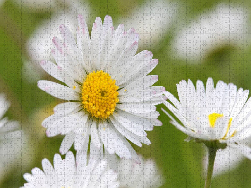 Gänseblümchen - CALVENDO Foto-Puzzle'