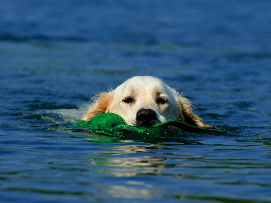 Schwimmender Hund - CALVENDO Foto-Puzzle'