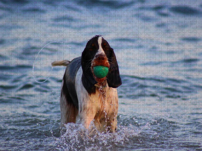 Sigi - Hund spielt im Wasser - CALVENDO Foto-Puzzle'