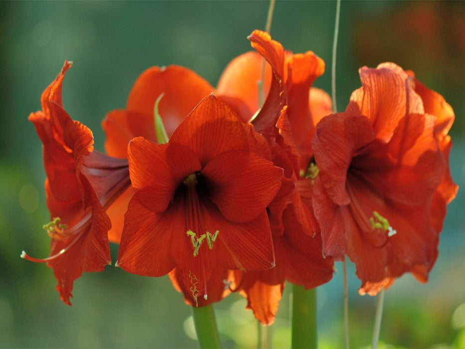 Amaryllis - CALVENDO Foto-Puzzle'