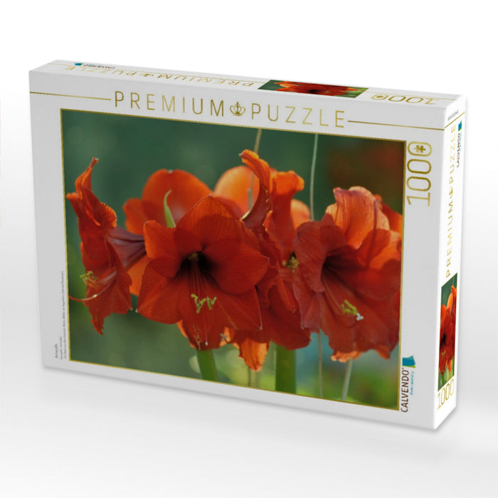 Amaryllis - CALVENDO Foto-Puzzle'