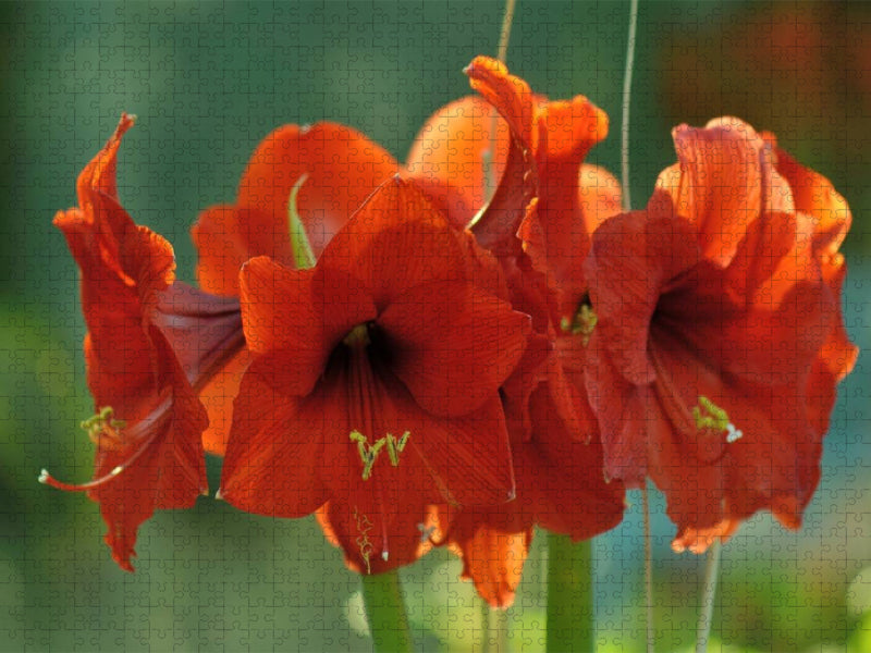 Amaryllis - CALVENDO Foto-Puzzle'