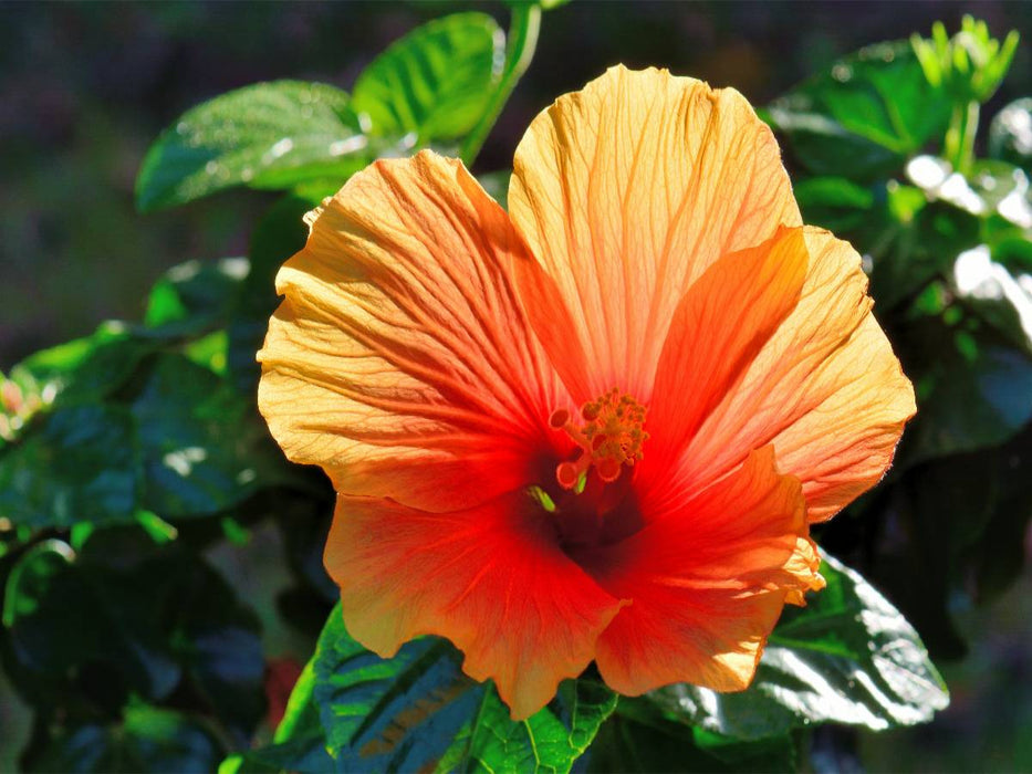 Hibiskus - CALVENDO Foto-Puzzle'