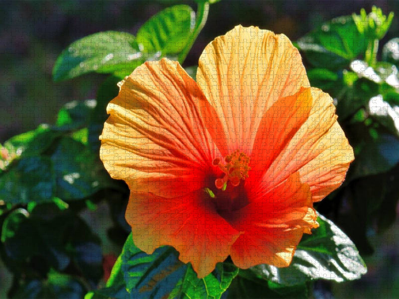 Hibiskus - CALVENDO Foto-Puzzle'