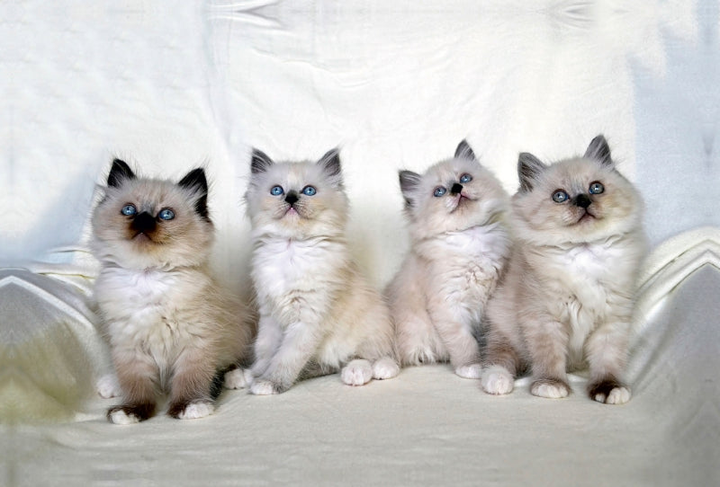 Premium Textil-Leinwand Heilige Birma Katzen