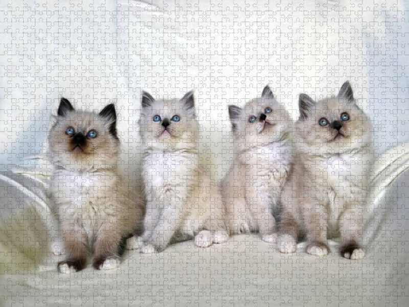 Heilige Birma Katzen - CALVENDO Foto-Puzzle'