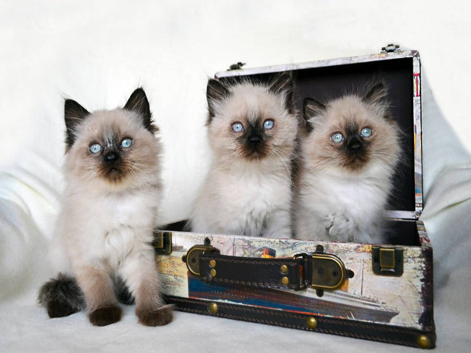 Crusaders Ragdoll Katzen - CALVENDO Foto-Puzzle'