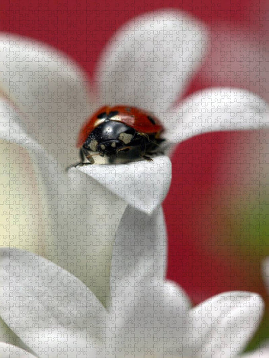 Im weißen Kleid - CALVENDO Foto-Puzzle'