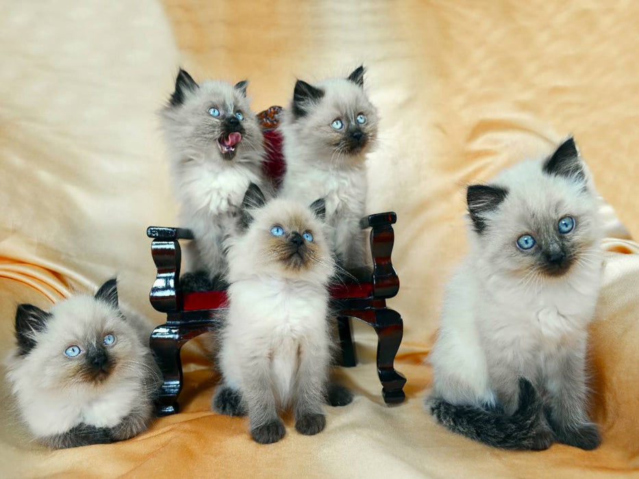 Ragdoll Kätzchen - CALVENDO Foto-Puzzle'