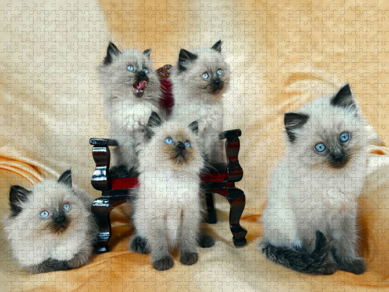 Ragdoll Kätzchen - CALVENDO Foto-Puzzle'