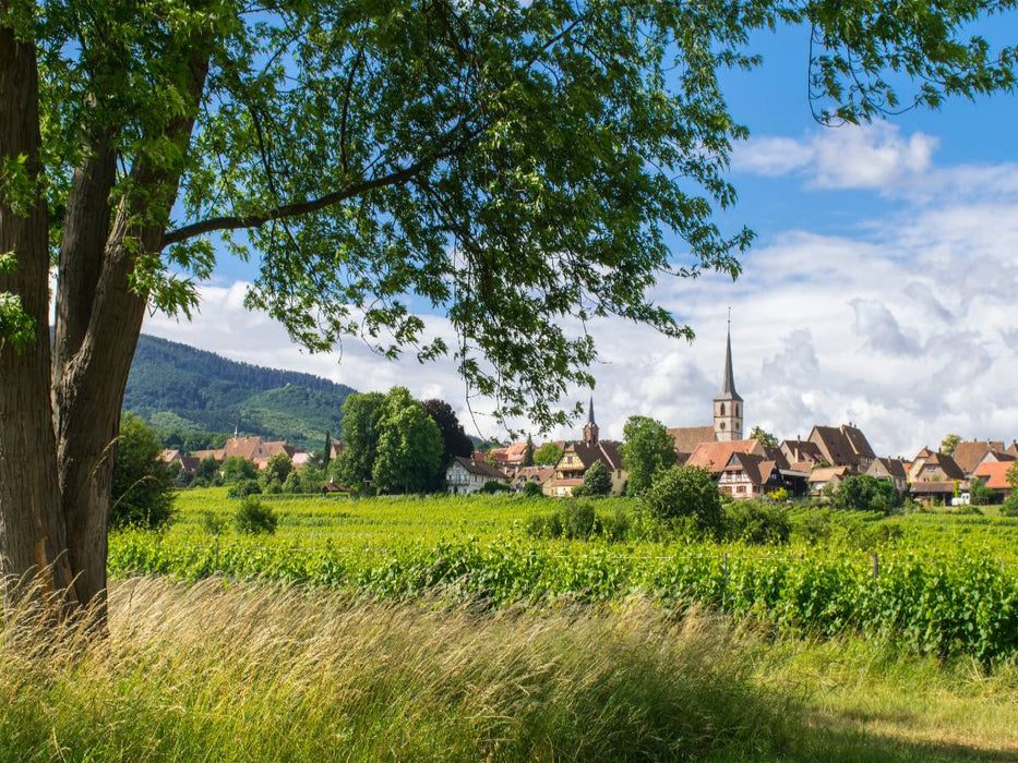 Mittelbergheim - CALVENDO Foto-Puzzle'